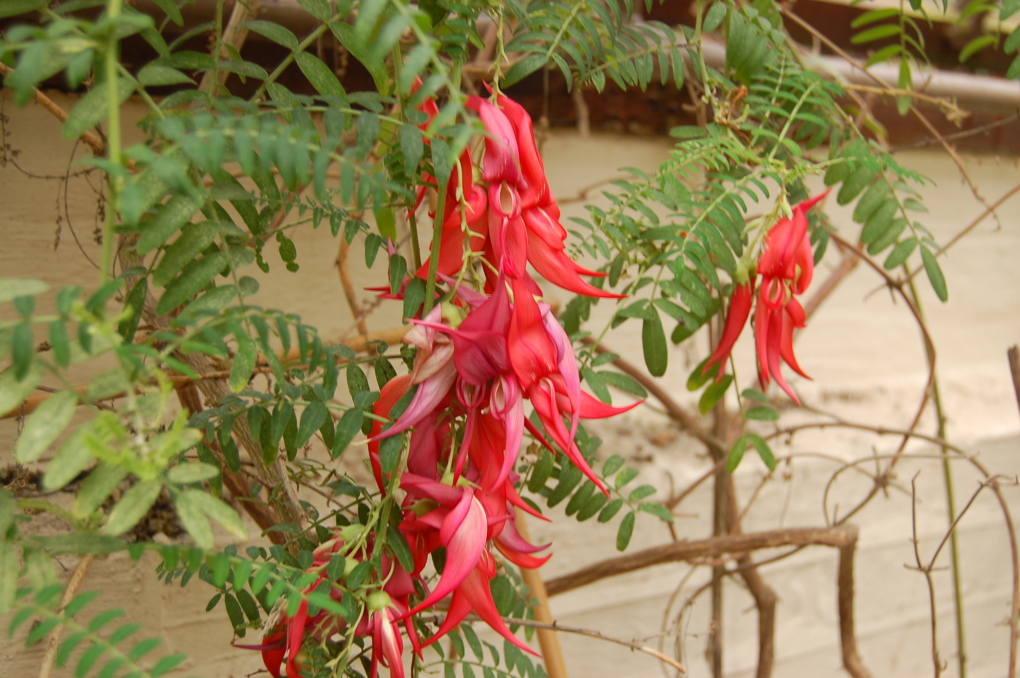 Clianthus