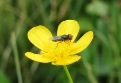 Chrysogaster solstitialis