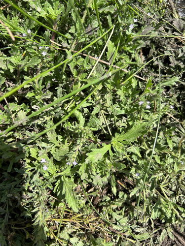 Bigbract Verbena