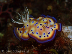 Goniobranchus kuniei