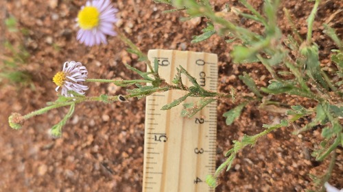 Brachyscome ciliaris, photograph 3