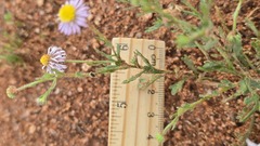 Brachyscome ciliaris, photograph (c) Petra Holland, some rights reserved (CC BY)