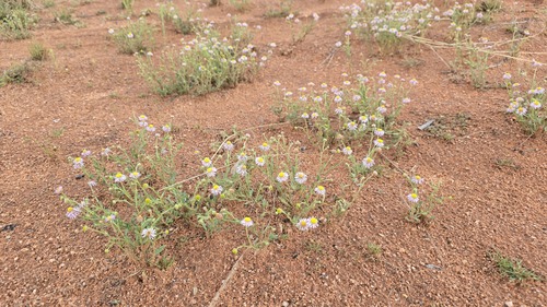 Brachyscome ciliaris, photograph 5