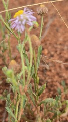 Brachyscome ciliaris, photograph (c) Petra Holland, some rights reserved (CC BY)