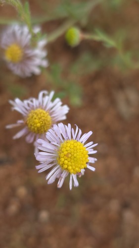 Brachyscome ciliaris