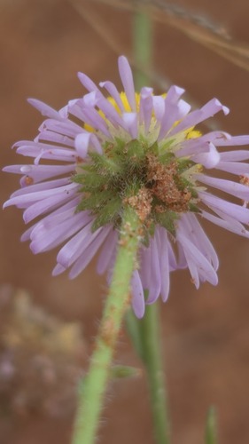 Brachyscome ciliaris, photograph 4