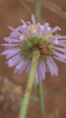Brachyscome ciliaris, photograph (c) Petra Holland, some rights reserved (CC BY)