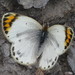 Desert Orange Tip - Photo (c) Simon Oliver, some rights reserved (CC BY-NC), uploaded by Simon Oliver