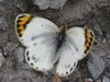 Desert Orange Tip - Photo (c) Simon Oliver, some rights reserved (CC BY-NC), uploaded by Simon Oliver