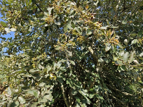 Hedlundia mougeotii, photograph 6