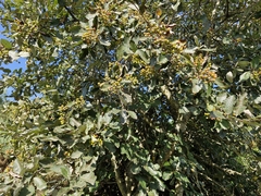 Hedlundia mougeotii, photograph (c) ahabo, some rights reserved (CC BY)