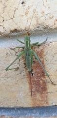 Metaballus brevipennis