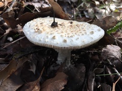 Amanita ochrophylloides