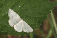 Stegania trimaculata