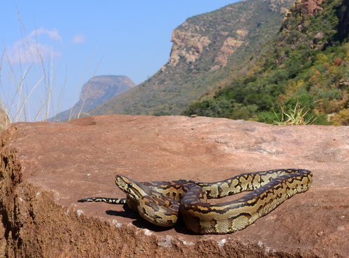 Lesser African Python, Python natalensis