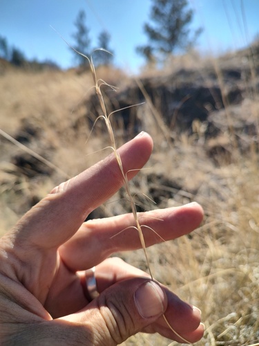 Pseudoroegneria spicata, photograph 6