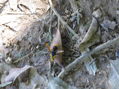 Rhynchium superbum