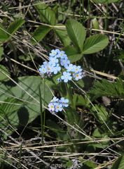 Myosotis imitata
