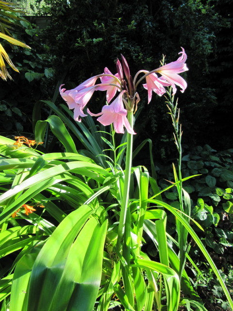 Powell's swamp lily