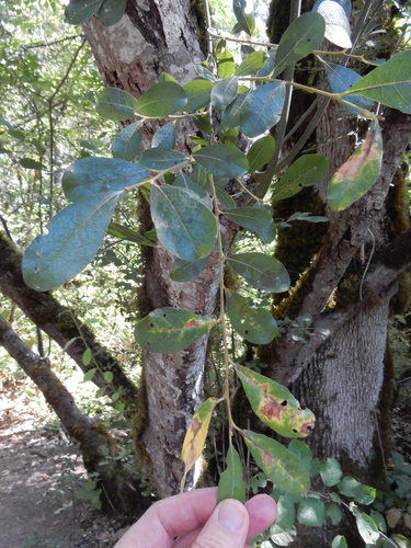 Salix scouleriana, photograph 6