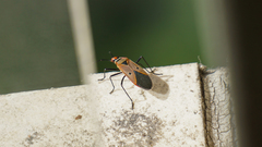 Dysdercus sidae