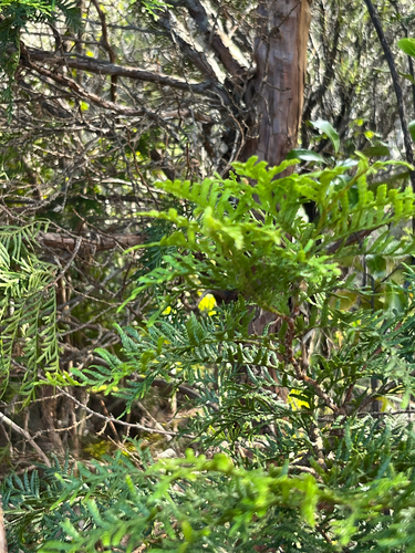 Libocedrus plumosa, 2026-08-25