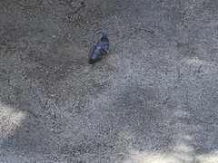 Columba livia domestica