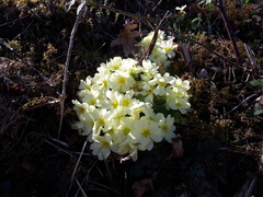 Primula vulgaris