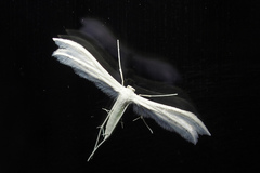 Pterophorus