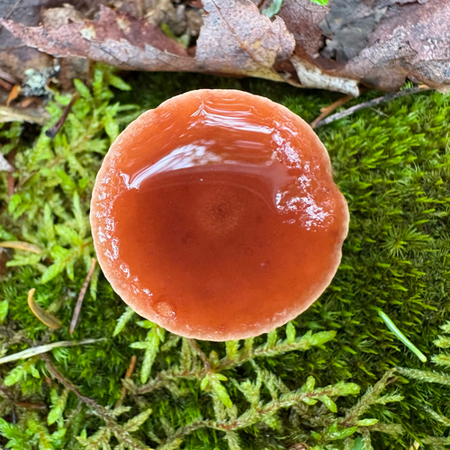 Common Milkcaps