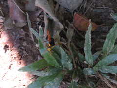 Rhynchium superbum