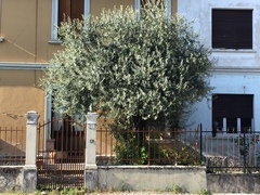 Olea europaea