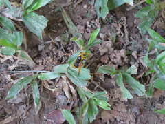 Rhynchium superbum