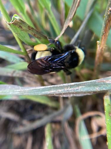 American Bumble Bee