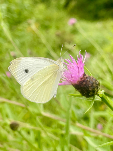Small White