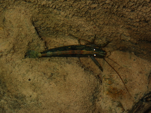 Atyopsis moluccensis observed 2025-09-25
