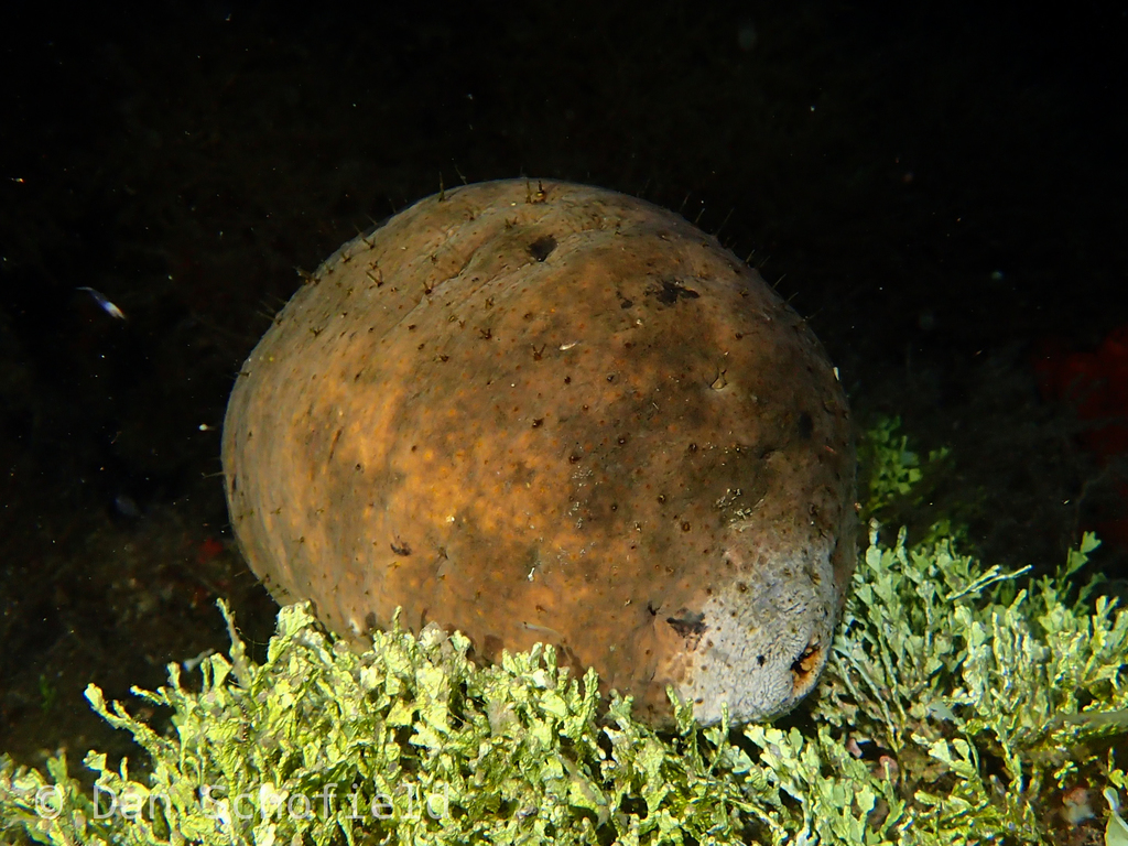 stone fish
