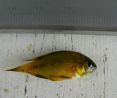 Apistogramma commbrae