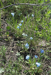 Myosotis imitata