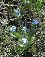 Myosotis imitata