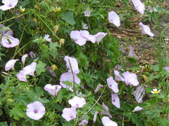 Convolvulus althaeoides althaeoides