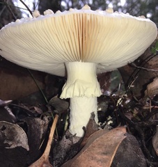 Amanita ochrophylloides