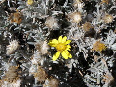 Senecio mairetianus