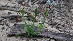 Zaluzianskya maritima