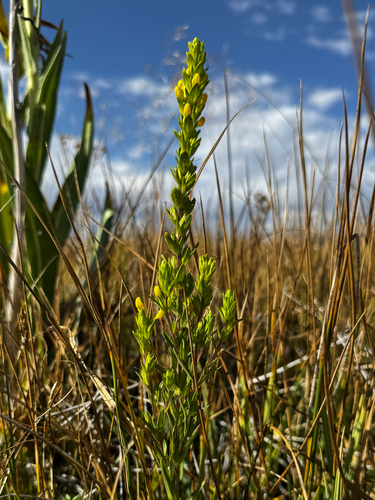 Orthocarpus luteus, photograph 6