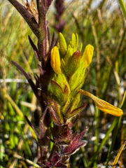Orthocarpus luteus, photograph (c) Parker James Lloyd, some rights reserved (CC BY)
