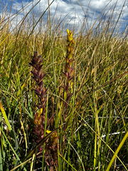 Orthocarpus luteus, photograph (c) Parker James Lloyd, some rights reserved (CC BY)