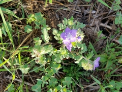 Phacelia hirsuta