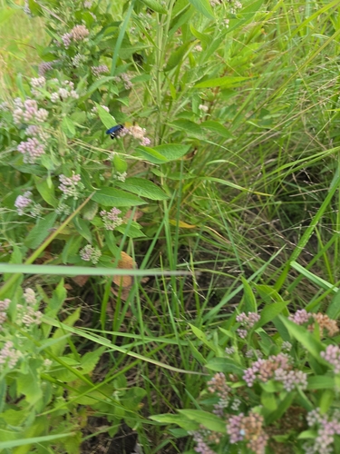 Camphor-weed
