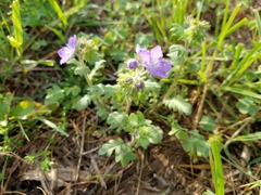 Phacelia hirsuta